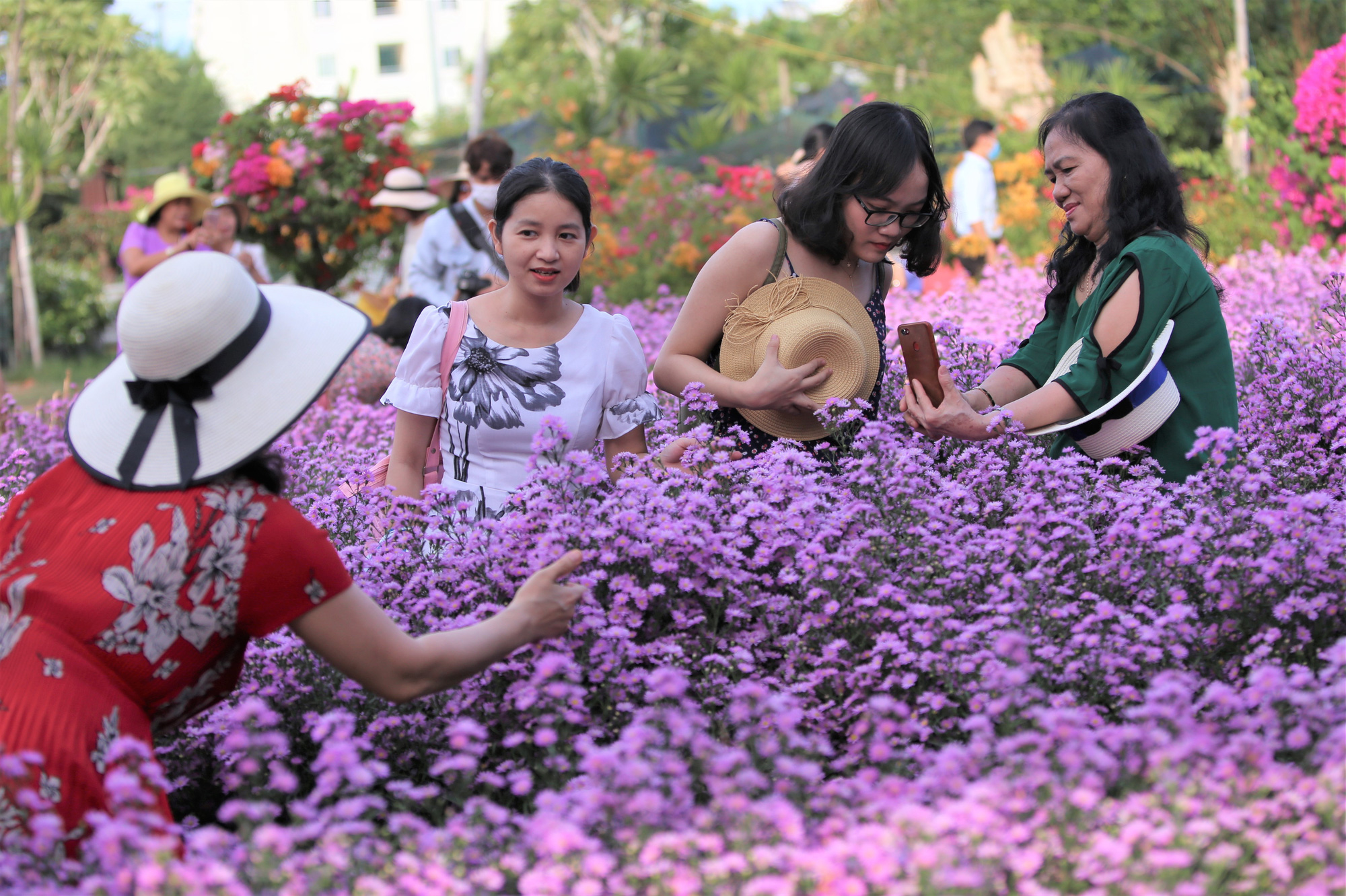 Giới thiệu vườn hoa Thạch Thảo Tím ở Vũng Tàu