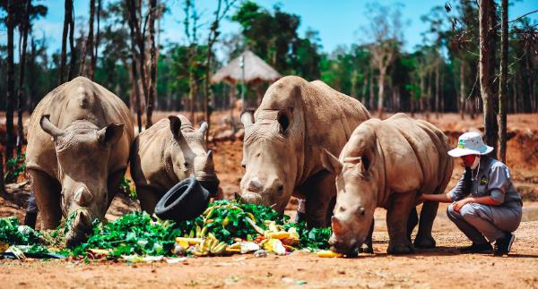 Gặp gỡ những tê giác con “quốc tịch Việt” ở Vinpearl Safari - Ảnh 1.