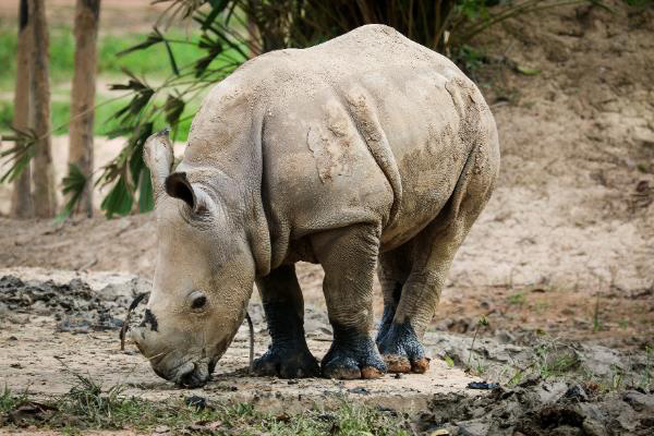 Gặp gỡ những tê giác con “quốc tịch Việt” ở Vinpearl Safari - Ảnh 2.