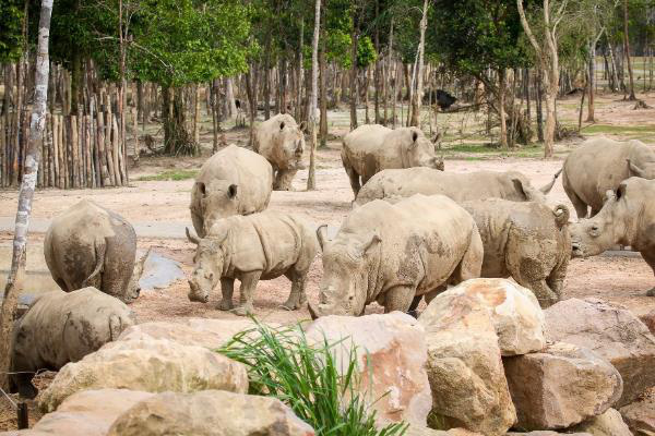 Gặp gỡ những tê giác con “quốc tịch Việt” ở Vinpearl Safari - Ảnh 4.