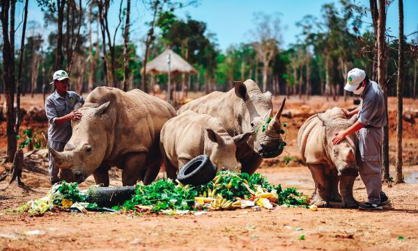 Gặp gỡ những tê giác con “quốc tịch Việt” ở Vinpearl Safari - Ảnh 5.