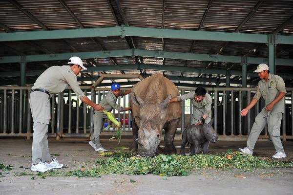 Gặp gỡ những tê giác con “quốc tịch Việt” ở Vinpearl Safari - Ảnh 6.