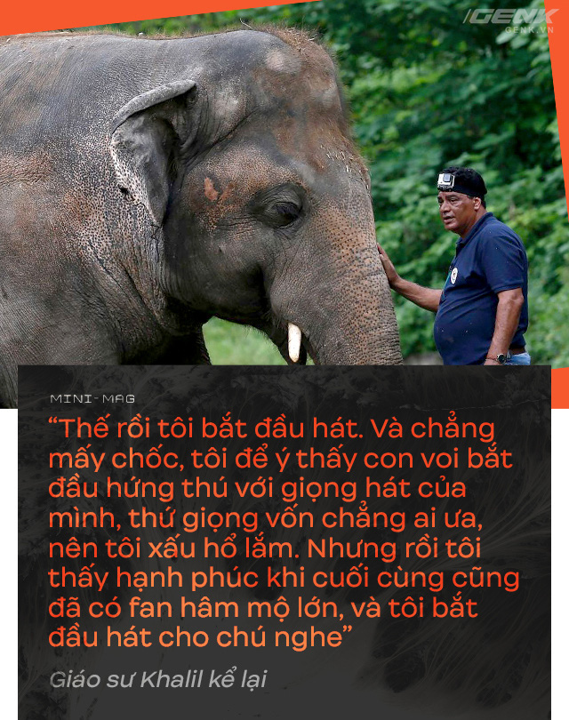 Nhờ sức mạnh của tiếng hát, con voi cô độc nhất hành tinh tìm thấy tự do cho mình sau nhiều thập kỷ sống trong xiềng xích - Ảnh 11. Nhờ sức mạnh của tiếng hát, con voi cô độc nhất hành tinh tìm thấy tự do cho mình sau nhiều thập kỷ sống trong xiềng xích - Ảnh 11.