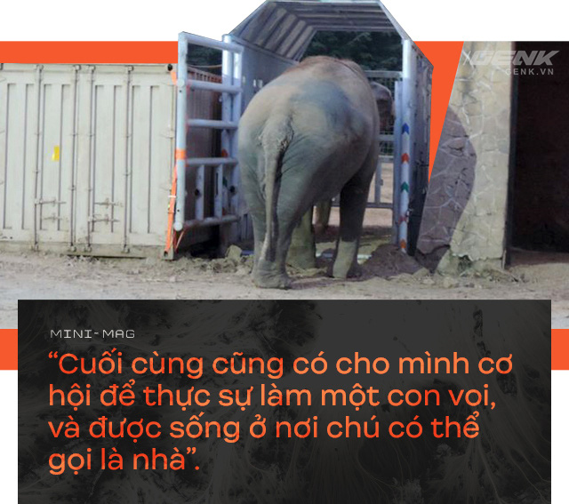 Nhờ sức mạnh của tiếng hát, con voi cô độc nhất hành tinh tìm thấy tự do cho mình sau nhiều thập kỷ sống trong xiềng xích - Ảnh 13. Nhờ sức mạnh của tiếng hát, con voi cô độc nhất hành tinh tìm thấy tự do cho mình sau nhiều thập kỷ sống trong xiềng xích - Ảnh 13.