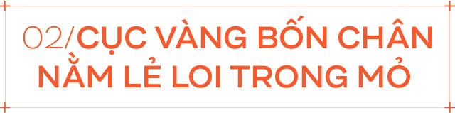 Nhờ sức mạnh của tiếng hát, con voi cô độc nhất hành tinh tìm thấy tự do cho mình sau nhiều thập kỷ sống trong xiềng xích - Ảnh 4. Nhờ sức mạnh của tiếng hát, con voi cô độc nhất hành tinh tìm thấy tự do cho mình sau nhiều thập kỷ sống trong xiềng xích - Ảnh 4.
