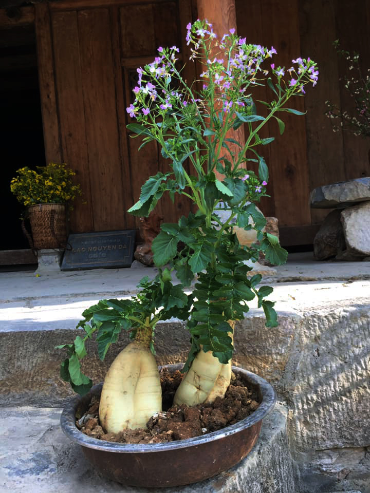 Chán đào, quất ngày Tết, dân mạng &quot;đổi gió&quot; sang chơi loạt cây bonsai chất lừ: Củ cải khổng lồ nở hoa tím biếc, táo lùn &quot;pha-ke&quot; chi chít quả đỏ - Ảnh 2.