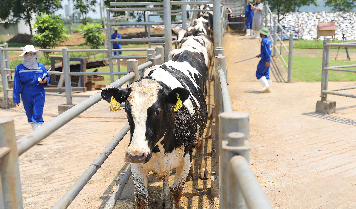 Vững đà tăng trưởng, TH true MILK đón đàn bò sữa nhập khẩu đầu tiên trong năm 2021 - Ảnh 3.