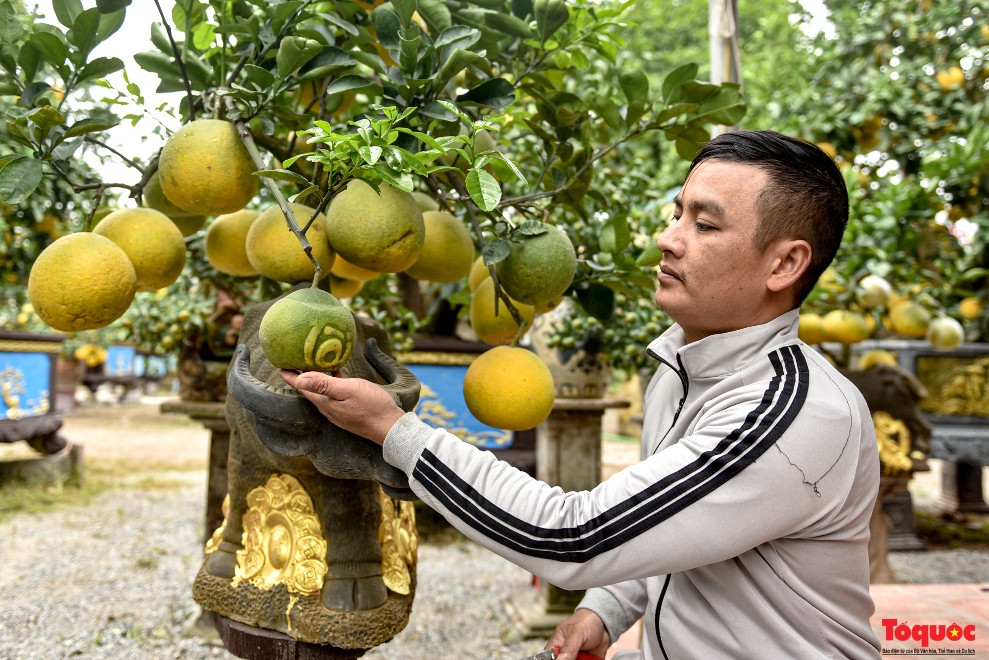 Bưởi 