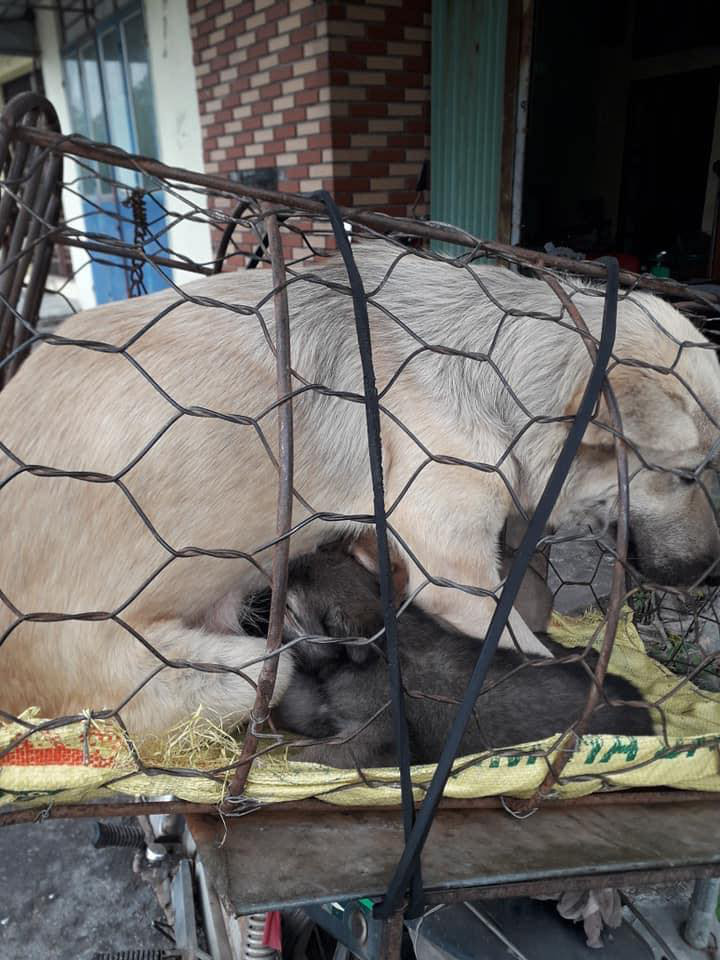 Hình ảnh khiến MXH Việt dậy sóng: Chó mẹ cho đàn con bú trước khi bị đưa vào lò mổ - Ảnh 5.