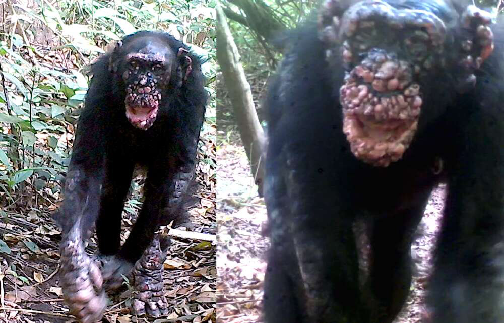 Bệnh phong lần đầu tiên được phát hiện trên loài tinh tinh hoang dã - Ảnh 2.