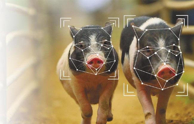 Bị kìm kẹp quá đáng, tập đoàn công nghệ hàng đầu thế giới chuyển sang…. chăn lợn - Ảnh 1.