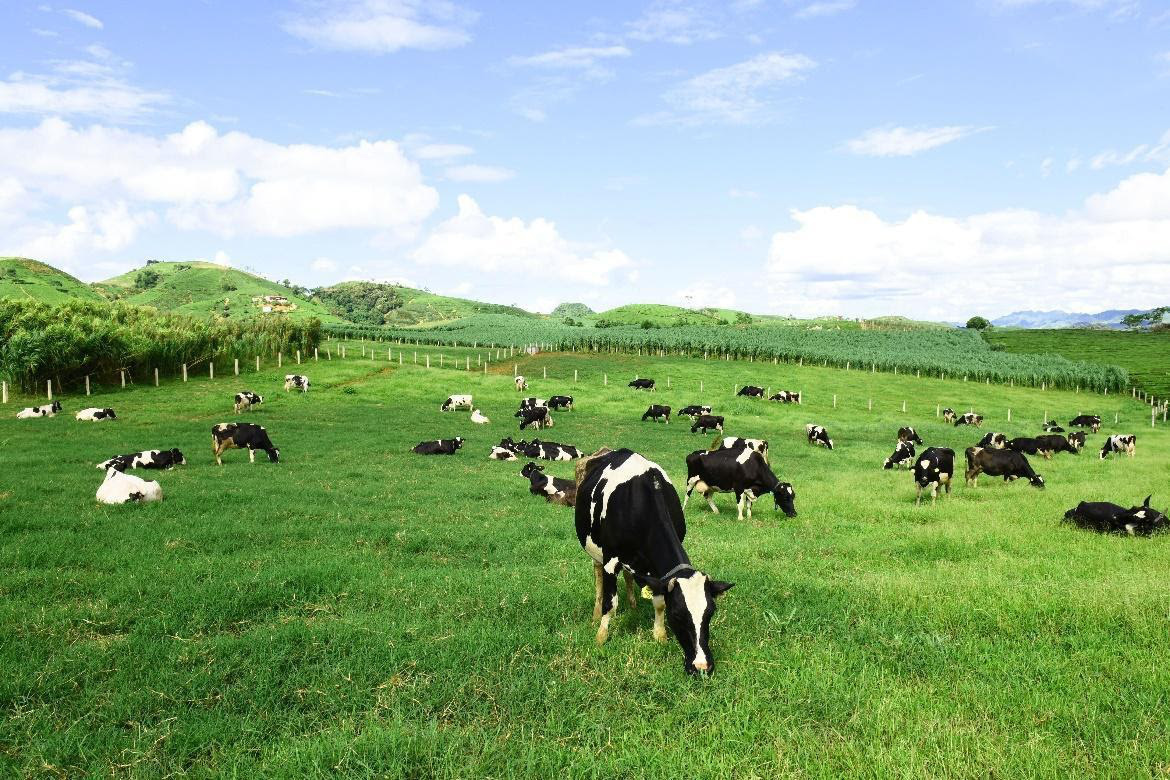 Thiên nhiên đã ưu ái mảnh đất “thiên đường bò sữa” Mộc Châu ra sao? - Ảnh 1.