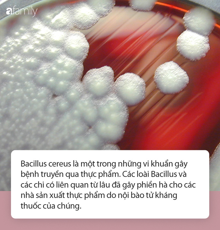 Từ vụ hơn 80 công nhân ngộ độc thực phẩm tại Phú Yên: Ngộ độc thực phẩm do nhiễm khuẩn Bacillus cereus nguy hiểm thế nào? - Ảnh 3.