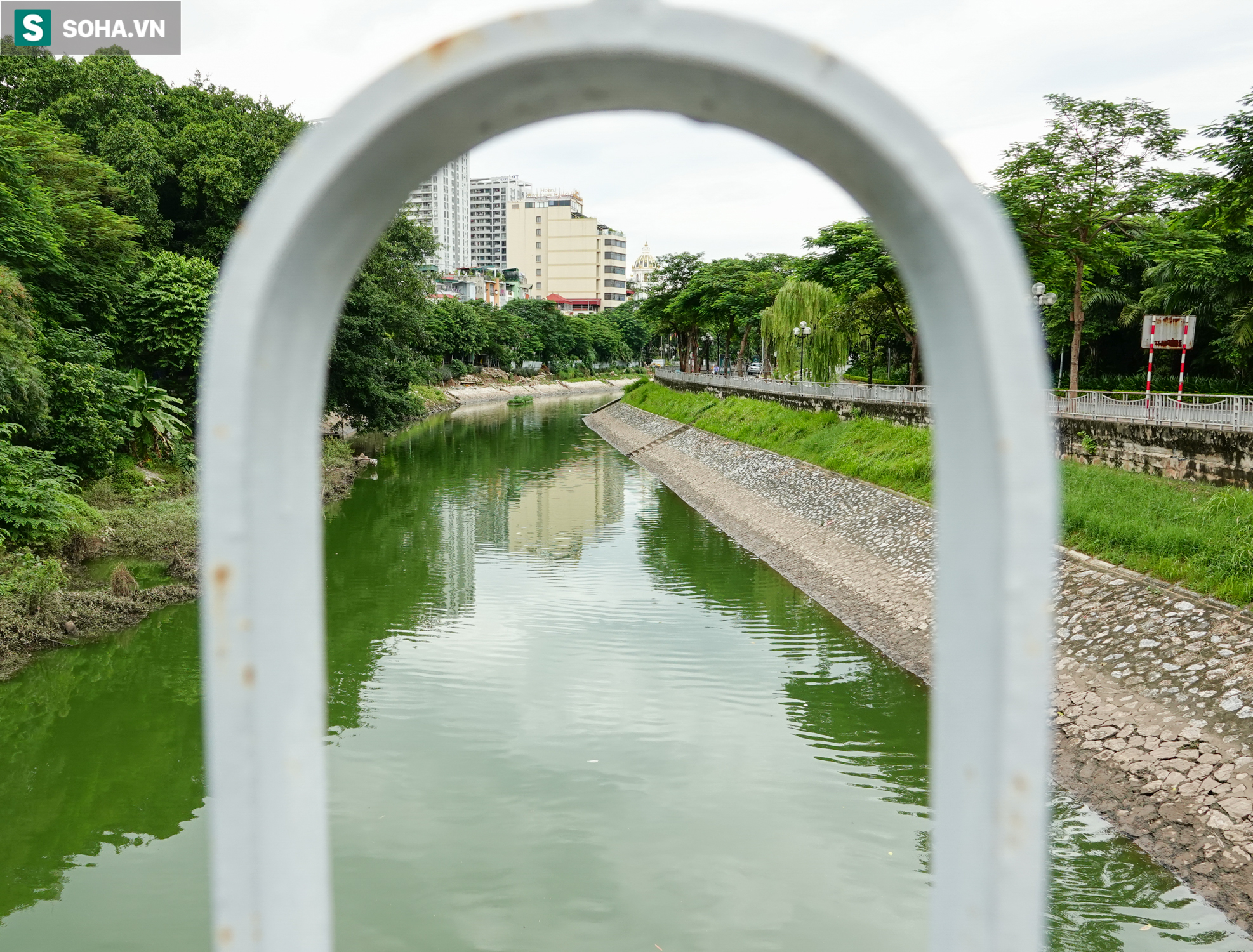 [ẢNH] Cận cảnh dòng nước xanh ngắt hiếm thấy tại sông Tô Lịch, cá bơi nhộn nhịp hàng đàn - Ảnh 8.