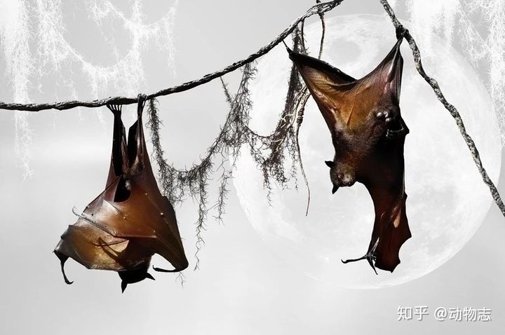 Tại sao dơi thích ngủ lộn ngược? - Ảnh 3.