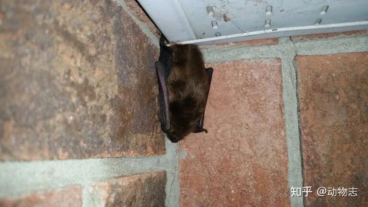 Tại sao dơi thích ngủ lộn ngược? - Ảnh 5.