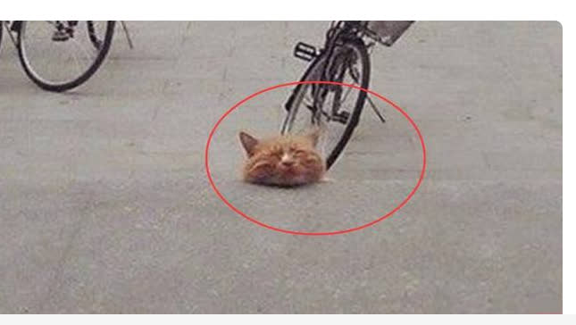Bức ảnh đầu mèo nằm trơ trọi giữa đường khiến dân mạng dậy sóng: Cẩn thận bị lừa! - Ảnh 1.