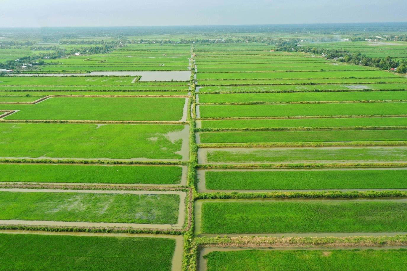 Một số giải pháp canh tác lúa gạo an toàn - Ảnh 1.