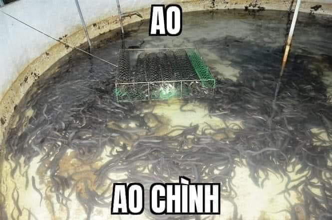 Meme ao chình là gì và vì sao nó lại trở nên nổi tiếng với game thủ Việt? - Ảnh 1.