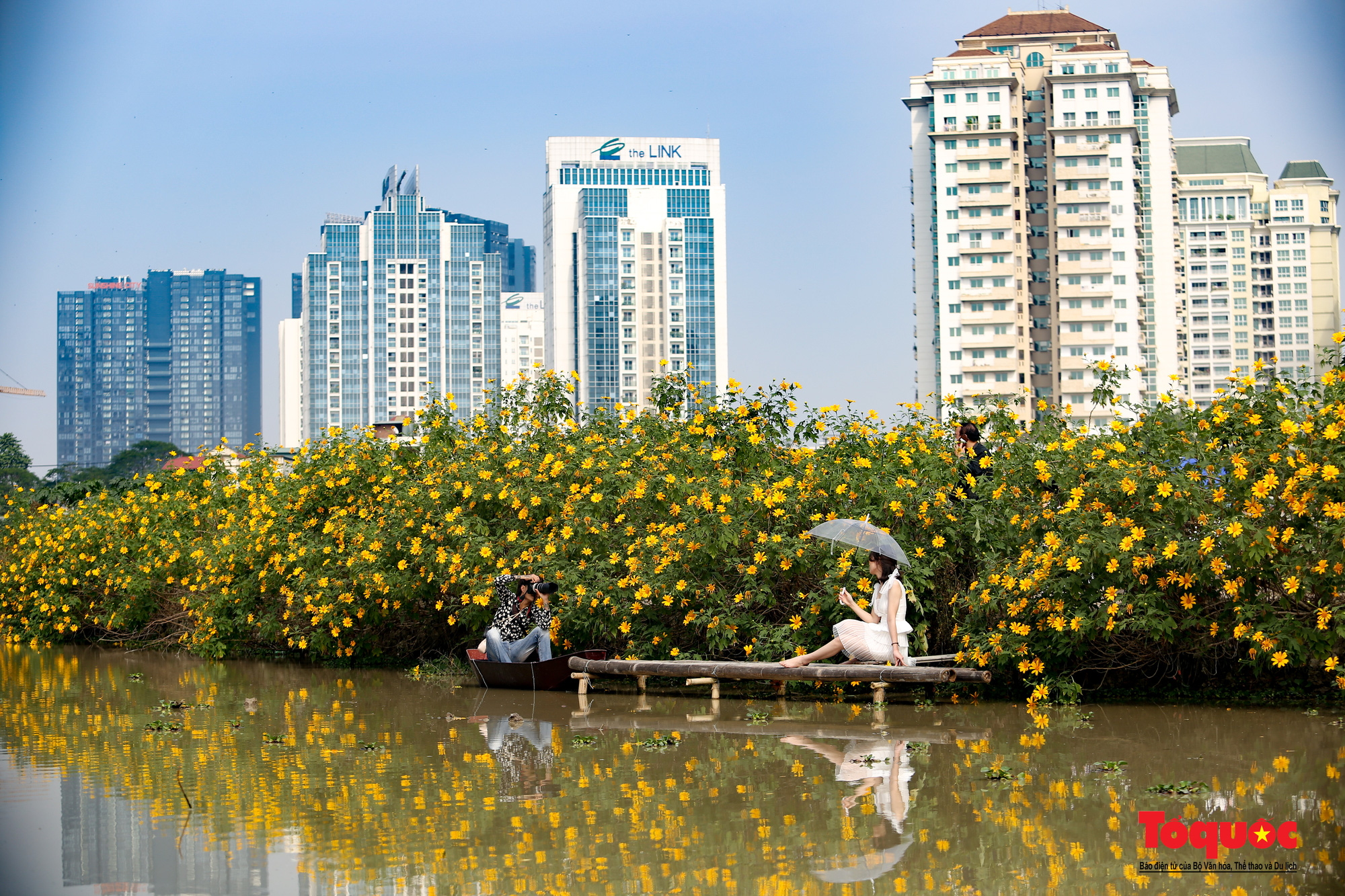 Khám phá vườn hoa dã quỳ giữa lòng Hà Nội - Ảnh 1.