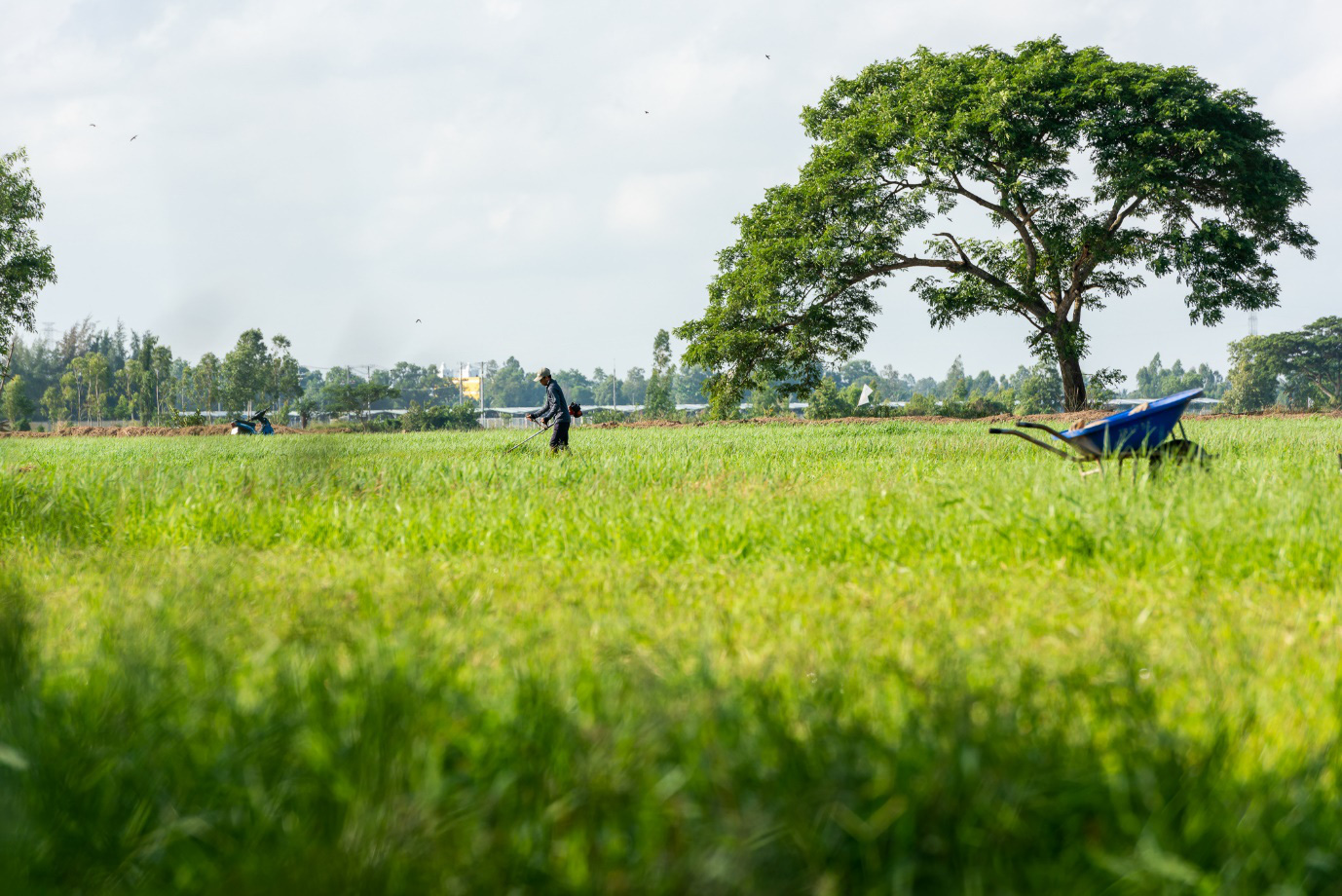 Hành trình mang hương vị sữa tươi Sóc Trăng đến với người tiêu dùng Việt - Ảnh 2.