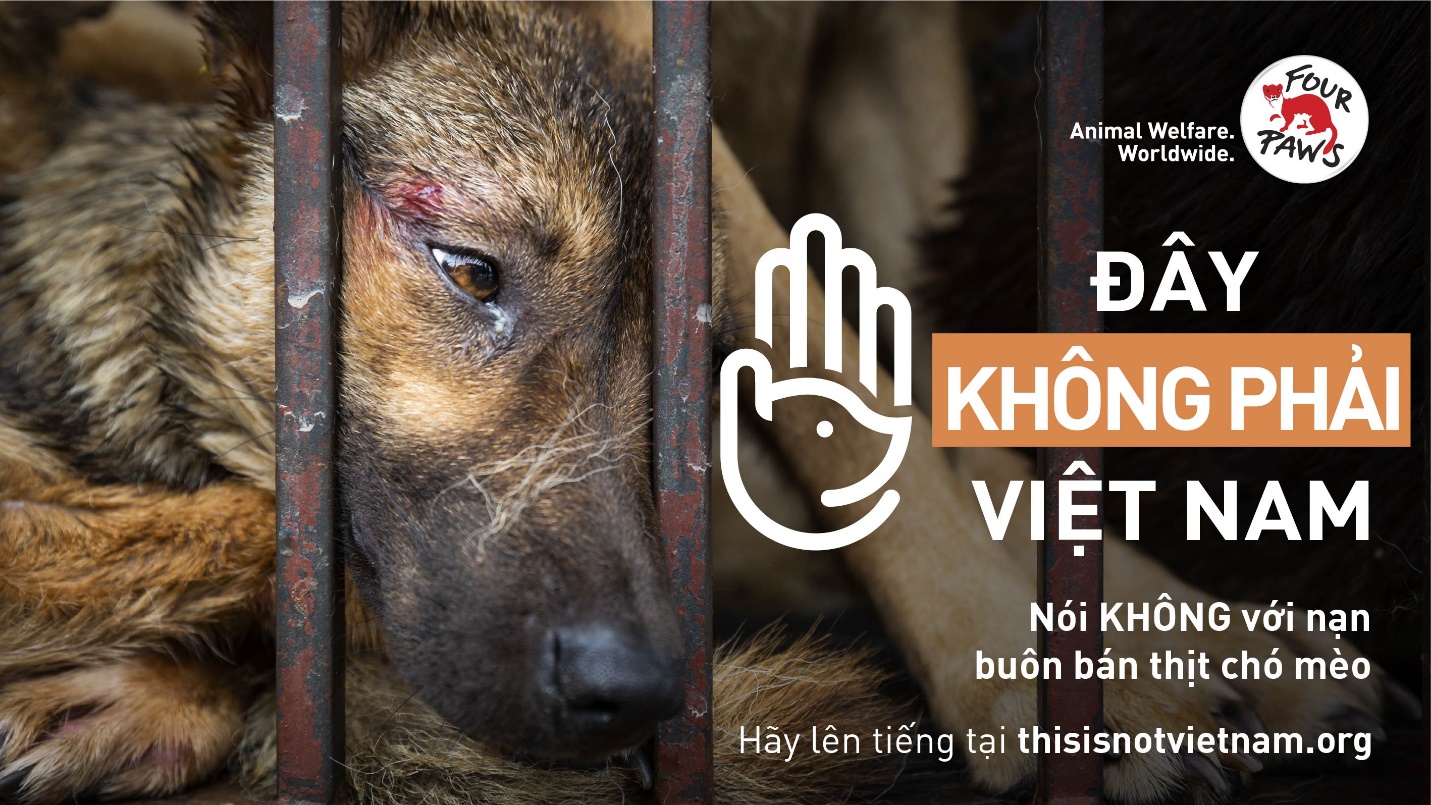 Tổ chức phúc lợi động vật toàn cầu phát động chiến dịch lớn tại Việt Nam nhằm chấm dứt nạn buôn bán thịt chó và mèo  - Ảnh 2.