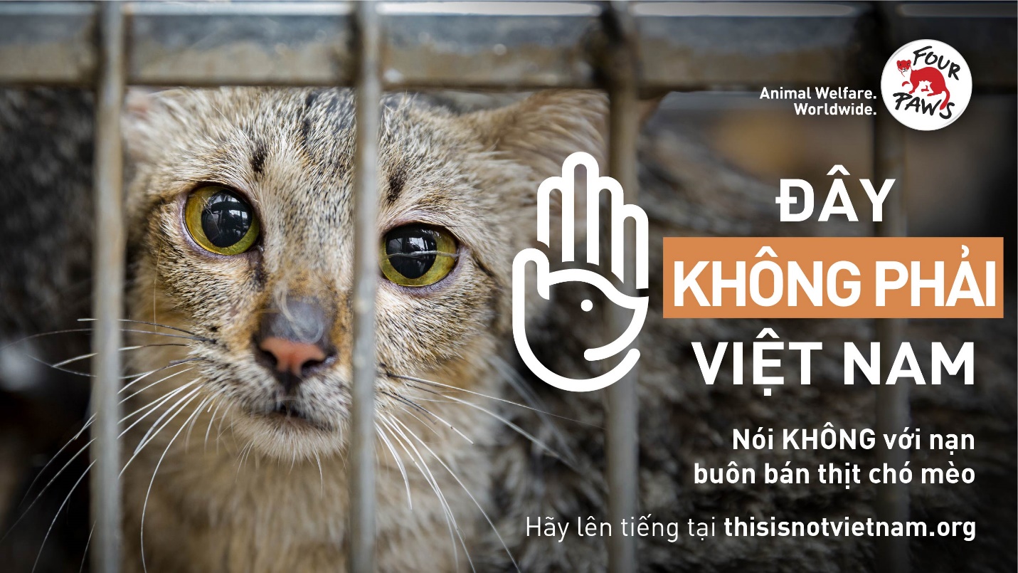 Tổ chức phúc lợi động vật toàn cầu phát động chiến dịch lớn tại Việt Nam nhằm chấm dứt nạn buôn bán thịt chó và mèo  - Ảnh 3.