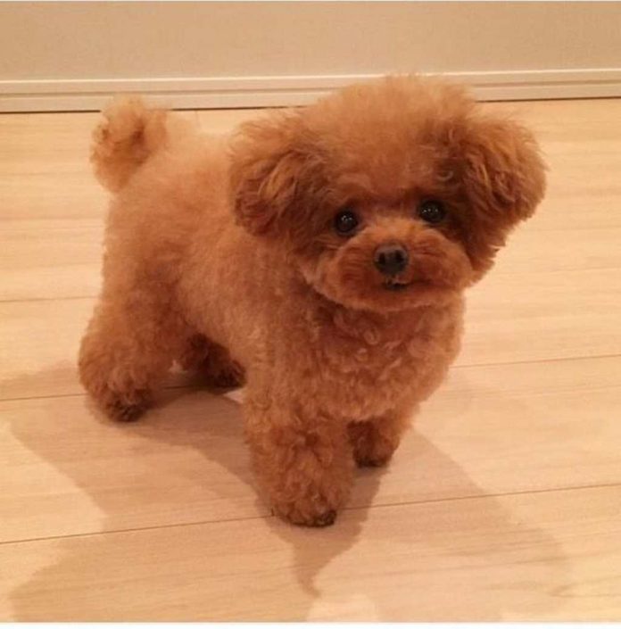 Gửi chó Poodle về quê nhờ bố mẹ chăm hộ, chàng trai tá hỏa khi gặp lại chó cưng - Ảnh 1.