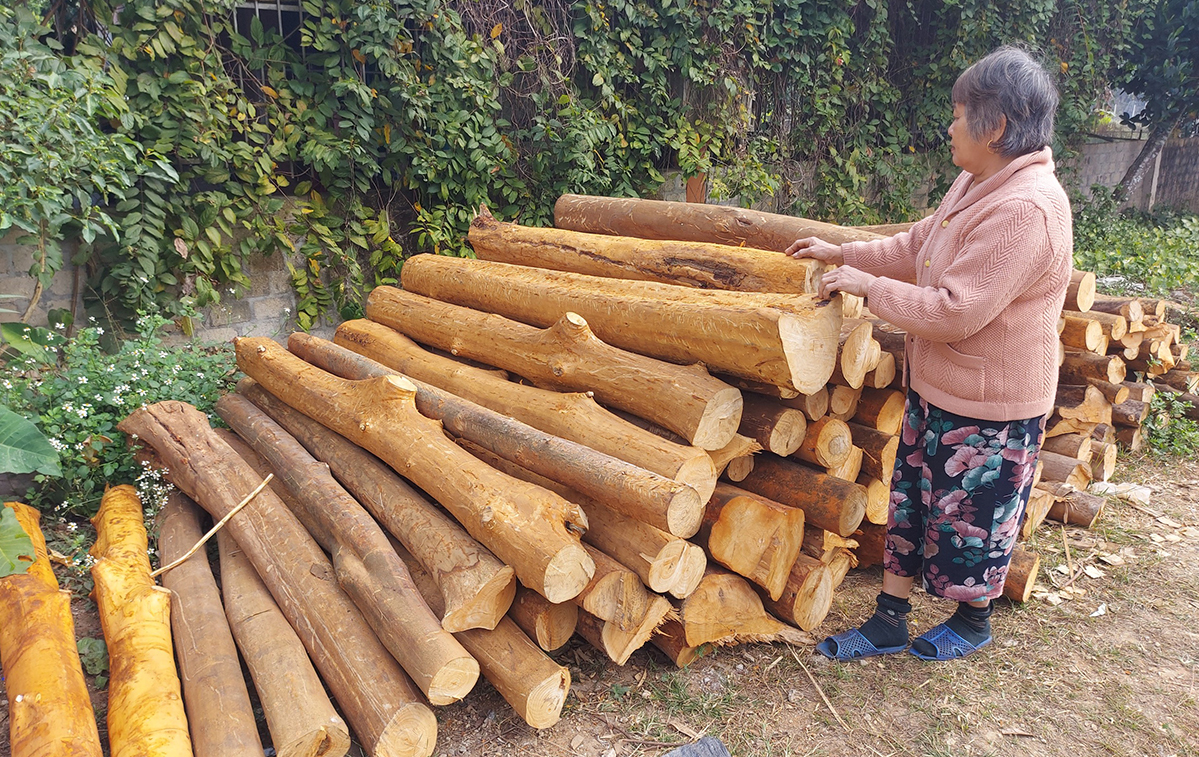 Bắt 4 con nghiện vào rừng bóc vỏ hàng loạt cây quế mang đi bán - Ảnh 1.