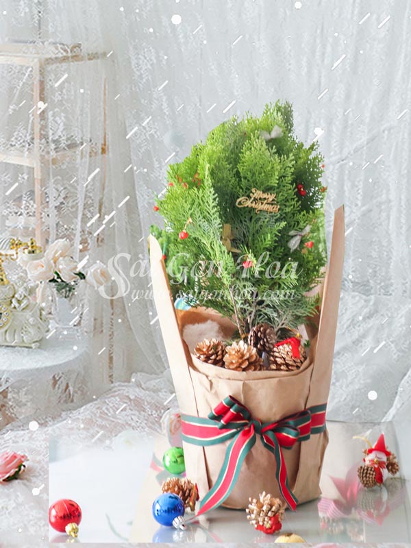 Ngoài cây thông còn có 5 loại cây khác rất hợp để trang trí Noel: Vừa xinh, rẻ lại cực dễ chăm - Ảnh 8.