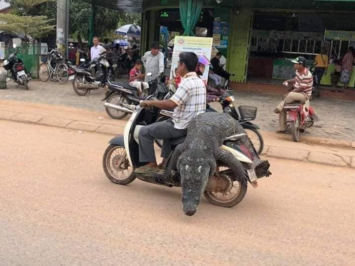 Sốc với phong cách thồ cá sấu nguyên con, làm người đi bên cạnh phải toát mồ hôi hột - Ảnh 1.