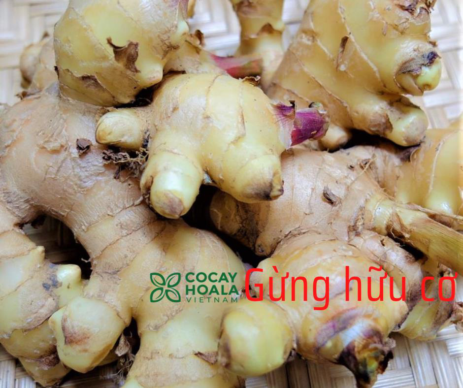 BTV Hoài Anh và bí mật về bí quyết kích thích mọc tóc từ gừng hữu cơ - Ảnh 3.