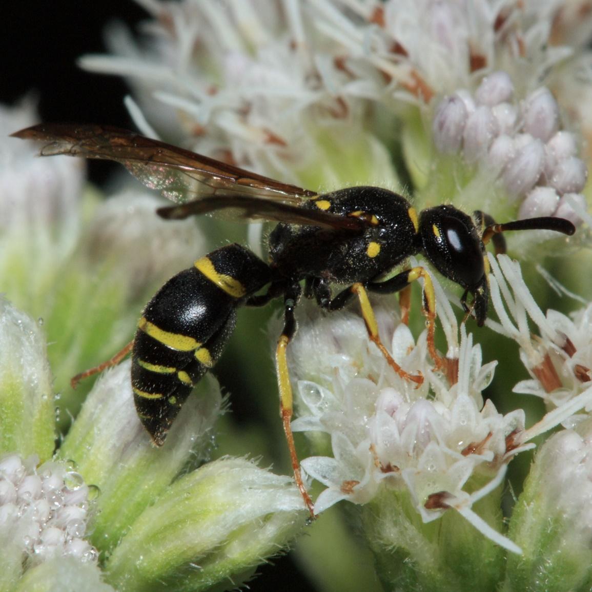 Loài ong lưu manh, học ngôn ngữ giao tiếp của loài ong khác rồi trà trộn vào tổ để thực hiện âm mưu thâm hiểm - Ảnh 2.