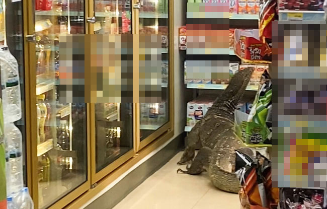 Đói ăn, quái vật khổng lồ đột nhập cửa hàng tiện lợi khiến CĐM sợ hãi, ví von như Godzilla - Ảnh 1.