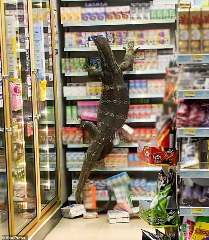 Đói ăn, quái vật khổng lồ đột nhập cửa hàng tiện lợi khiến CĐM sợ hãi, ví von như Godzilla - Ảnh 2.