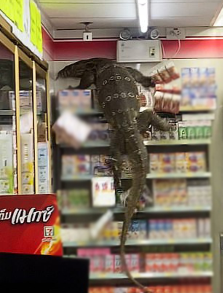 Đói ăn, quái vật khổng lồ đột nhập cửa hàng tiện lợi khiến CĐM sợ hãi, ví von như Godzilla - Ảnh 3.