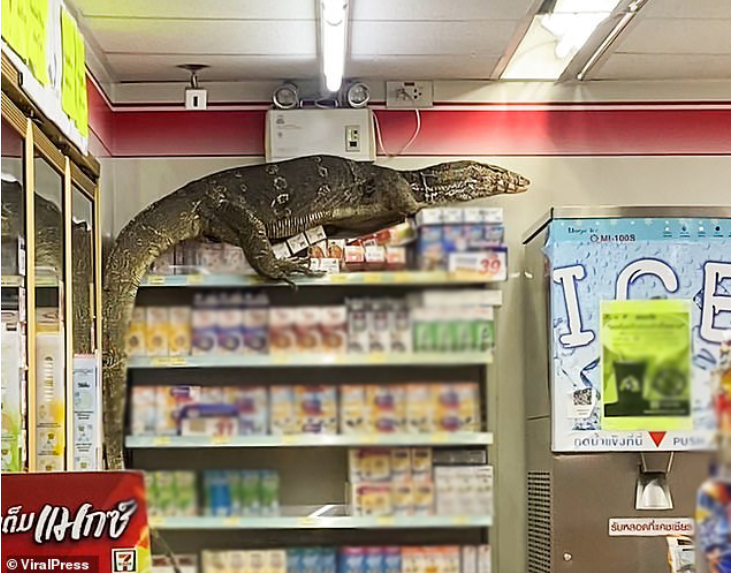 Đói ăn, quái vật khổng lồ đột nhập cửa hàng tiện lợi khiến CĐM sợ hãi, ví von như Godzilla - Ảnh 4.