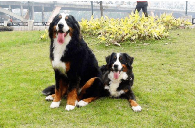 9 loài chó có tuổi thọ thấp nhất thế giới: Đừng nuôi vì bạn sẽ buồn khi chúng rời xa! - Ảnh 6.