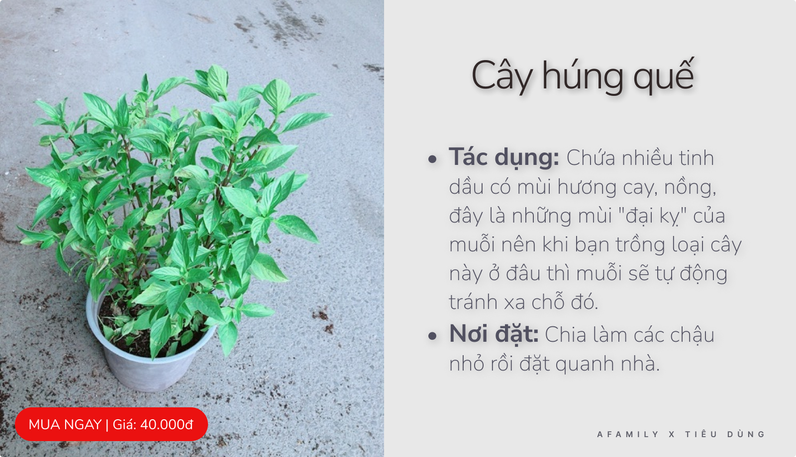 Giao mùa chỉ với vài chục nghìn trong tay bạn cứ chọn mua 7 loại cây này trong nhà là đảm bảo muỗi sợ hãi tránh xa - Ảnh 4.