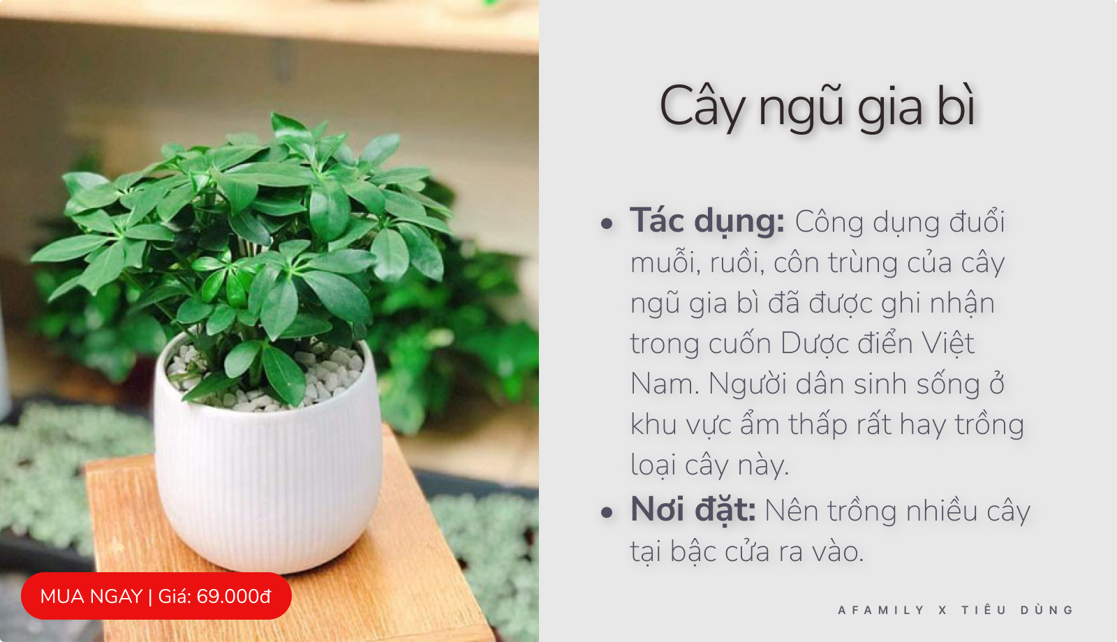 Giao mùa chỉ với vài chục nghìn trong tay bạn cứ chọn mua 7 loại cây này trong nhà là đảm bảo muỗi sợ hãi tránh xa - Ảnh 3.