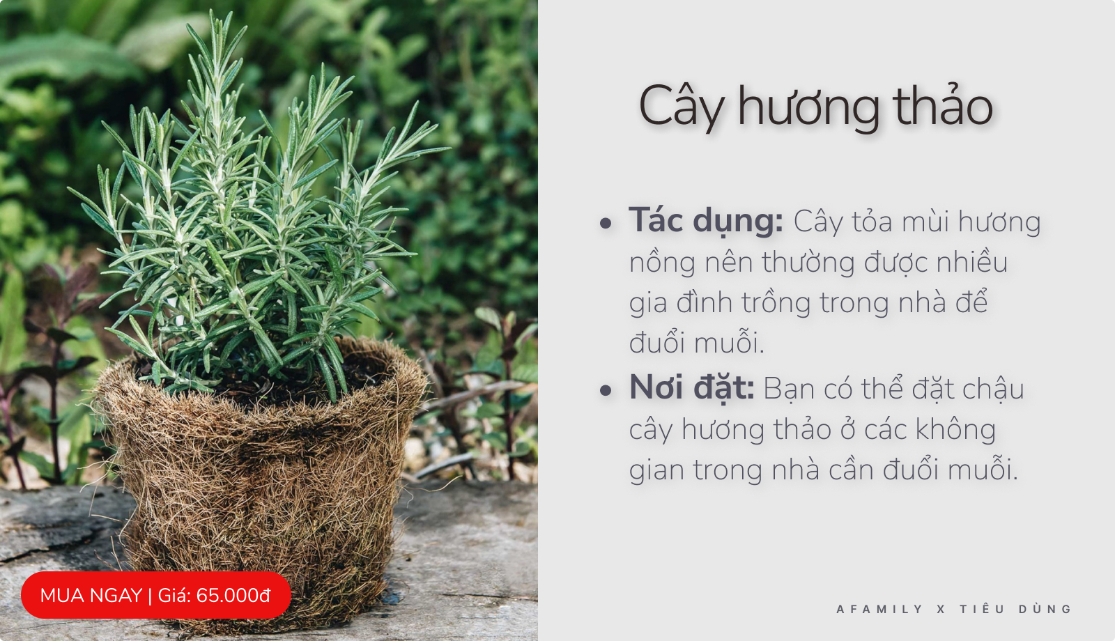 Giao mùa chỉ với vài chục nghìn trong tay bạn cứ chọn mua 7 loại cây này trong nhà là đảm bảo muỗi sợ hãi tránh xa - Ảnh 2.