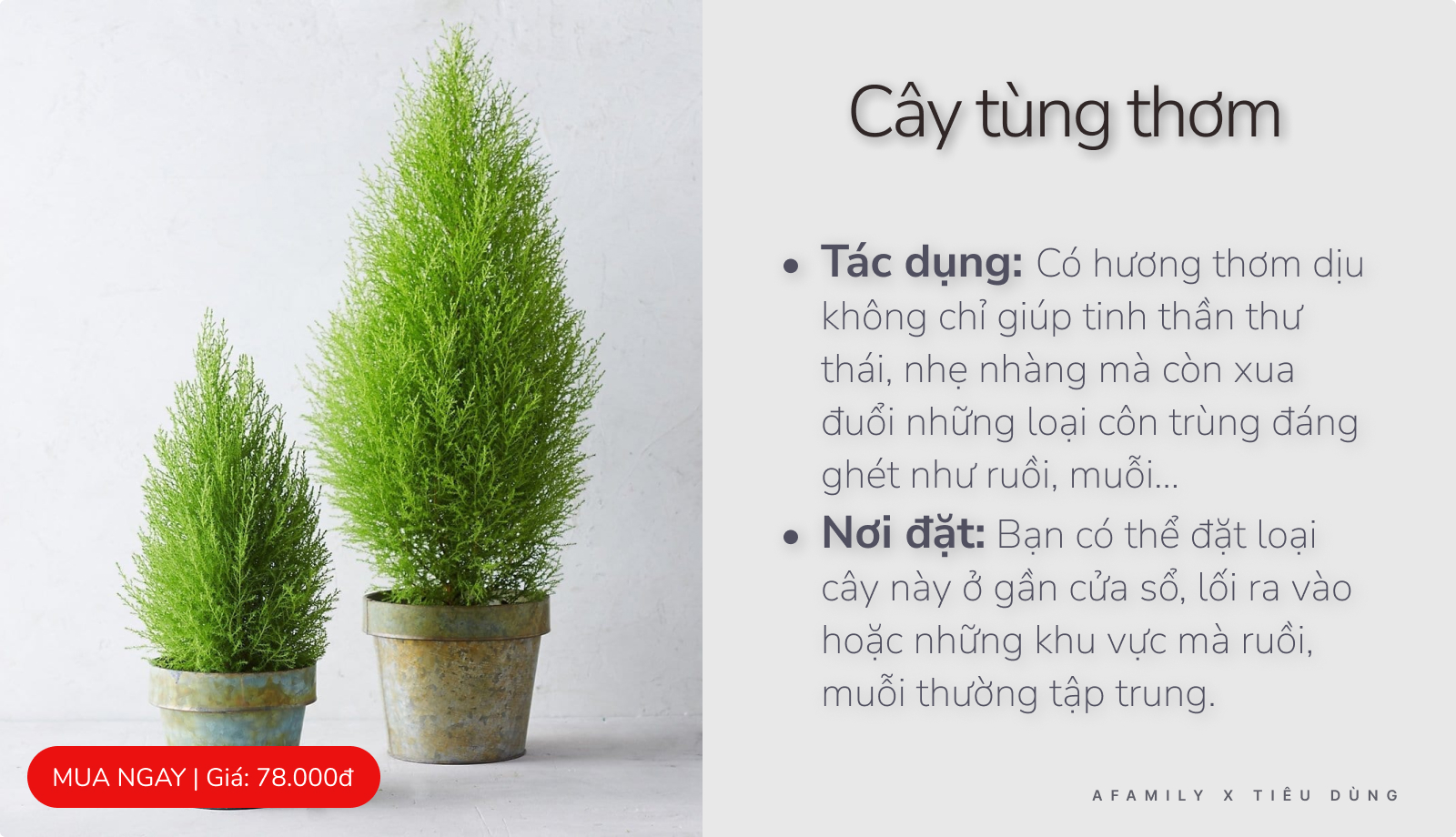 Giao mùa chỉ với vài chục nghìn trong tay bạn cứ chọn mua 7 loại cây này trong nhà là đảm bảo muỗi sợ hãi tránh xa - Ảnh 8.