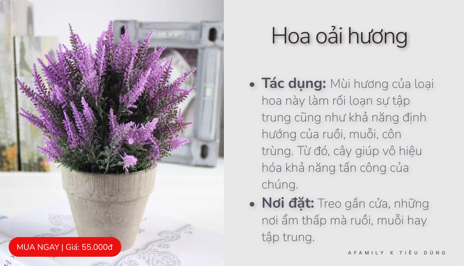 Giao mùa chỉ với vài chục nghìn trong tay bạn cứ chọn mua 7 loại cây này trong nhà là đảm bảo muỗi sợ hãi tránh xa - Ảnh 7.