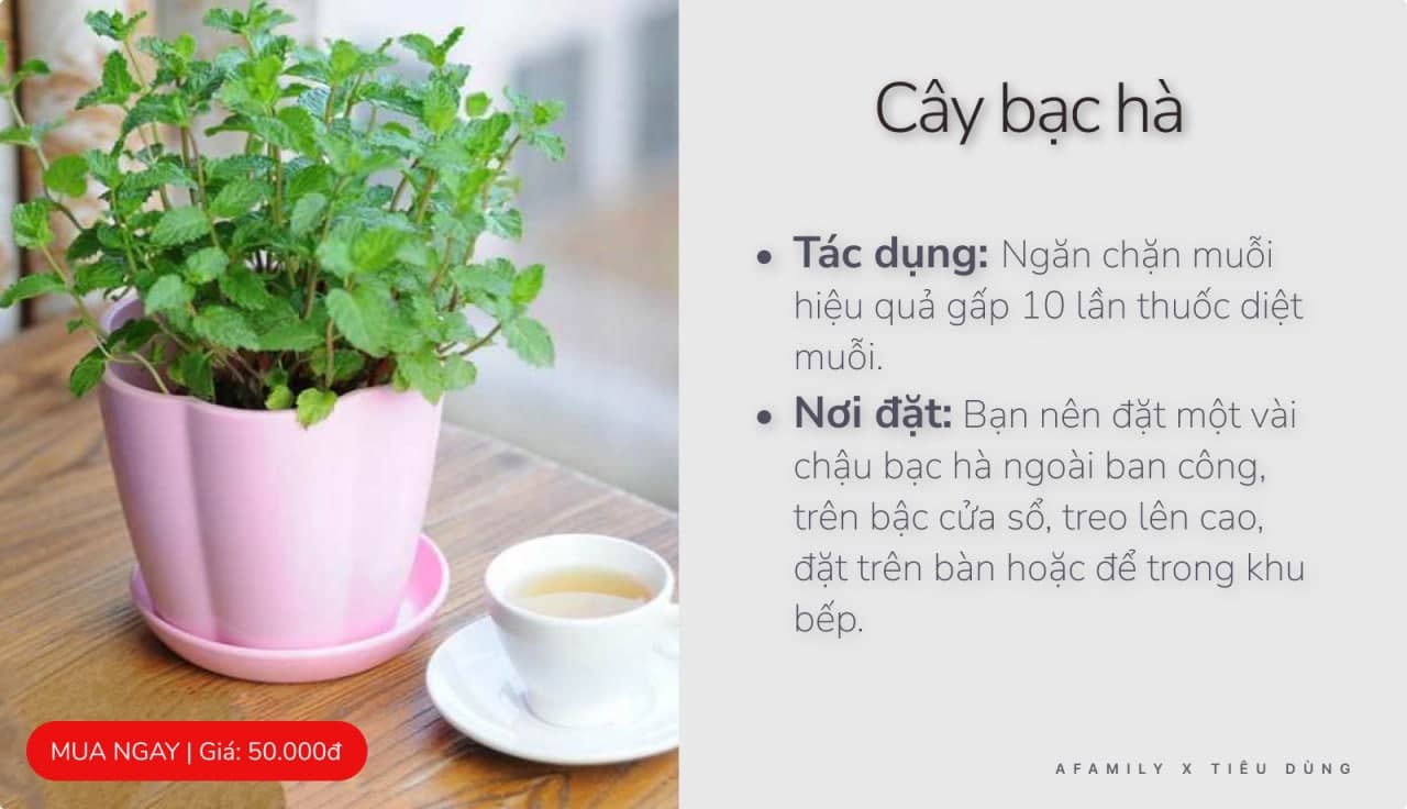 Với vài chục nghìn trong tay bạn cứ chọn mua 7 loại cây cảnh này đảm bảo muỗi sợ hãi tránh xa - Ảnh 7.