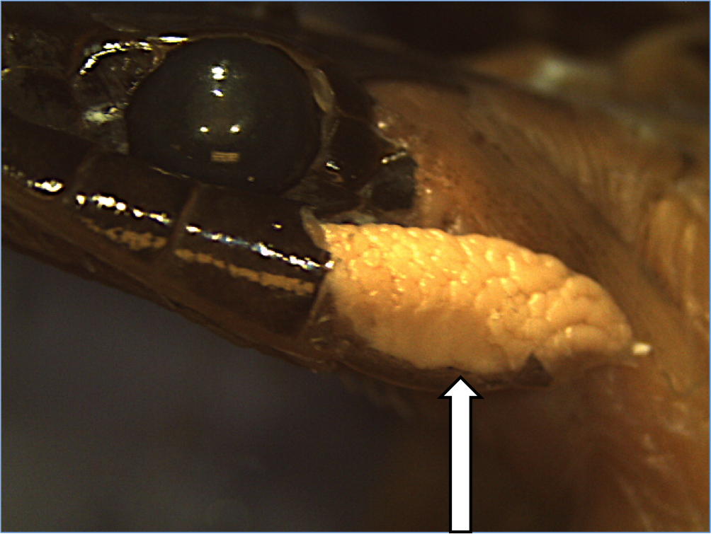 Bí ẩn loài rắn đầu tam giác, lưỡi đỏ, có tới 4 răng nanh ở Việt Nam: Mức độ nguy hiểm ra sao? - Ảnh 3.