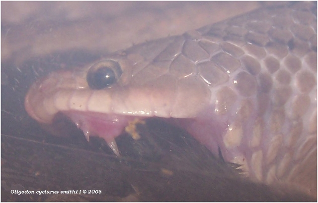 Bí ẩn loài rắn đầu tam giác, lưỡi đỏ, có tới 4 răng nanh ở Việt Nam: Mức độ nguy hiểm ra sao? - Ảnh 2.