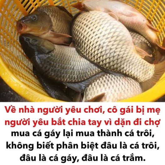 Cẩm nang về các loài cá và cách chế biến siêu ngon giúp chị em tự tin chẳng sợ mẹ chồng bêu riếu điều gì! - Ảnh 1.