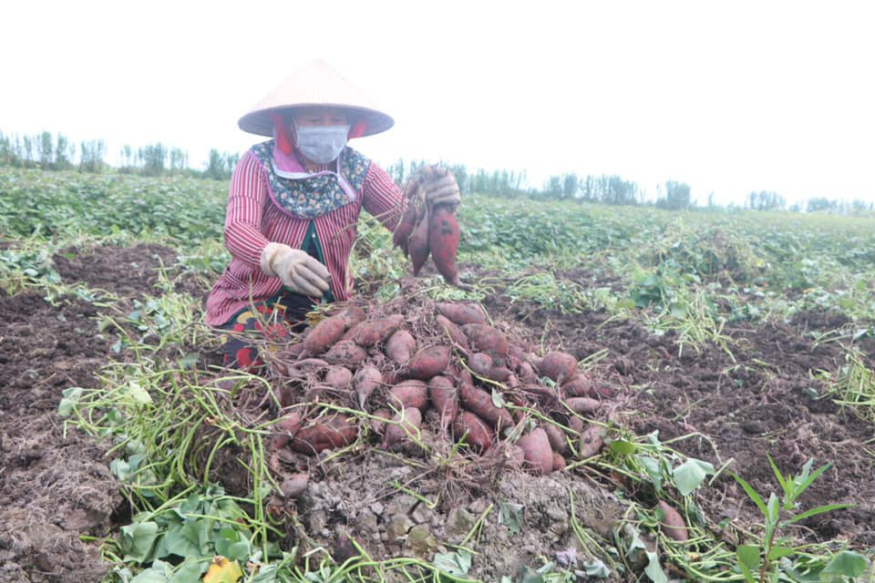 Vua Cua bán khoai lang: Chuyện lạ có thật!  - Ảnh 1.