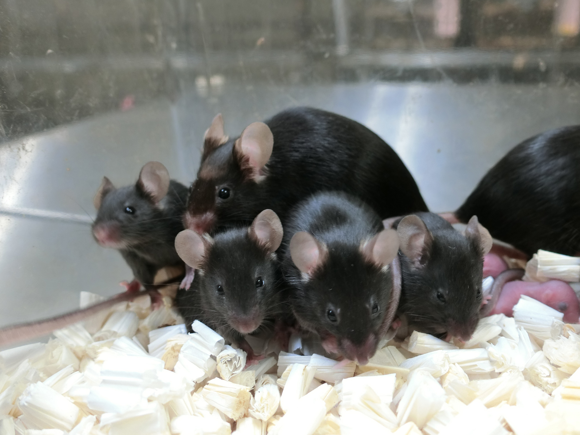 Sau gần sáu năm trên trạm vũ trụ, tinh trùng chuột đông lạnh tạo ra những chú chuột con khỏe mạnh - Ảnh 3.