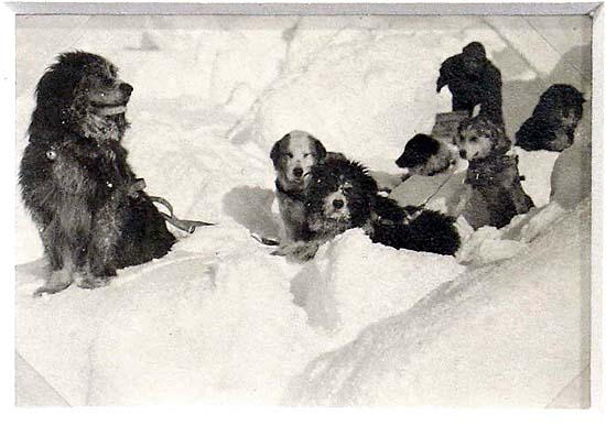 Cuộc phiêu lưu ở Nam Cực của một chú mèo mang tên Chippy - Ảnh 3.